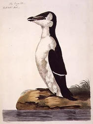 Der Tordalk oder Schwarzschnabelalk, Tafel aus 