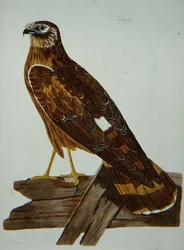 Der Kornweihe, Weibchen des Wiesenweihs (Circus cyaneus), Platte aus 