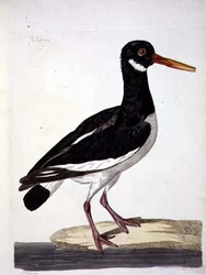 Der Austernfischer, Tafel aus 