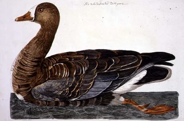 Die Weißwangengans (Anser albifrons) Tafel aus 