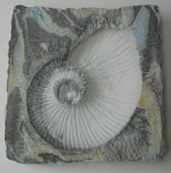 Helix 1