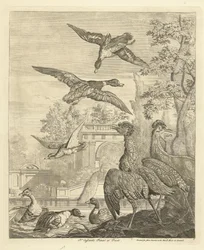 Enten und Reiher bei einem Vogelteich
