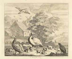 Gänse mit Küken an einem Bach