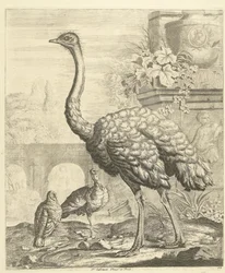 Straußvogel und Truthähne in einem Garten mit antiken Ruinen
