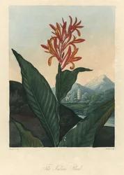 Rotes oder Conflore oder Toloman Forte Wasser, aus Der Tempel der Flora, von Dr. Robert Thornton (1768-1837)
