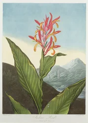 Indisches Schilfrohr, graviert von Caldwall, aus 