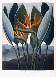Die Königin, 1796-1807