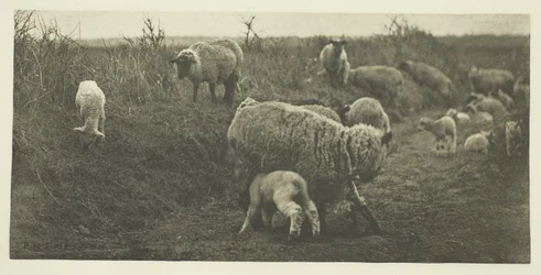 Eine Märchenpastorale (Suffolk)