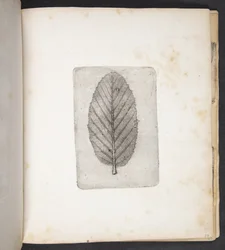 Abdruck eines Blattes