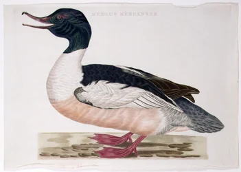 Gänsesäger