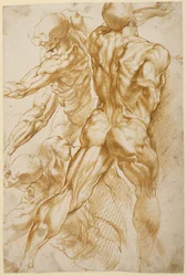 Anatomische Studien