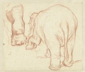 Stehender Elefant von hinten und ein Bein