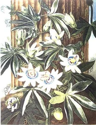 Die blaue Passionsblume, graviert von Caldwell, aus 