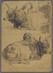 Brahman-Bullen