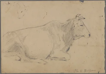 Sitzender Stier