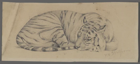 Schlafender Tiger
