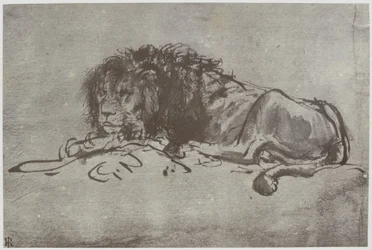 Ein Löwe