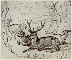 Ridinger, Ein Hirsch