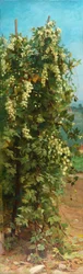 Hopfen, 1882