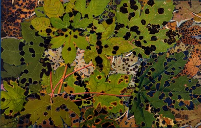 Acer pseudoplatanus: Ahorn befallen vom schwarzen Pilz Rhytisma acerinum, 1907-09