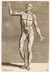 Studie einer menschlichen Figur mit freigelegten Sehnen und Muskeln, von vorne gesehen