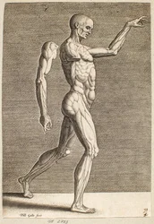 Studie einer menschlichen Figur mit freigelegten Sehnen und Muskeln, nach rechts gewandt
