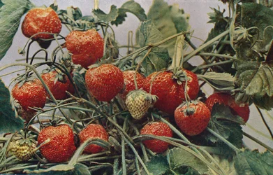 Erdbeeren - John Kidd & Co. Ltd., 1910