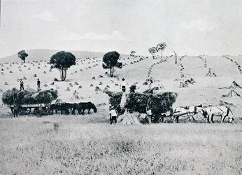 Ernte, New South Wales, ca. 1900, aus 