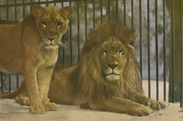 Kölner Zoo, Löwen
