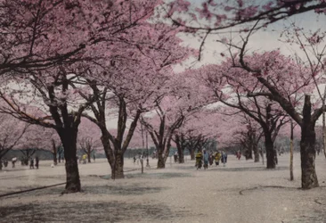 Japan, ca. 1912: Kirschblüte im Uyeno Park, Tokio