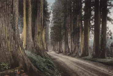 Japan, ca. 1912: Kryptomerienstraße, Nikko