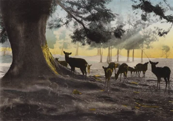 Japan, ca. 1912: Kasuga-Tempelgelände mit zahmen Hirschen, die umherstreifen, Nara
