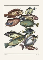 Exotischer Fisch (1767) von J V Schley