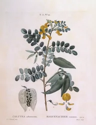 Blasenstrauch (Colutea arborescence), botanische Tafel von Pierre Joseph Redouté