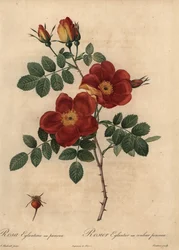 Kupferrose, Rosa eglanteria