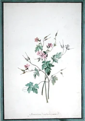 Storchschnabel (Geranium Robertianum)