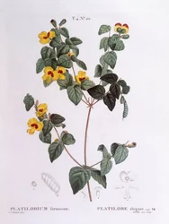 Schöne Flach-Erbse, botanische Tafel von Pierre Joseph Redouté