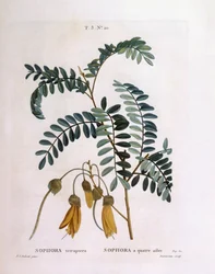 Kowhai (Sophora tetraptera oder Edwardsia grandiflora), botanische Tafel von Pierre Joseph Redouté
