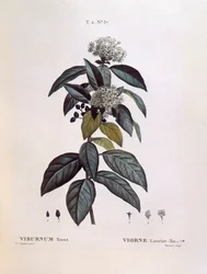 Lorbeer-Schneeball (Viburnum tinus), botanische Tafel von Pierre Joseph Redouté