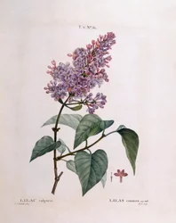 Flieder (Syringa vulgaris), Henry Louis Duhamel du Monceau, botanische Tafel von Pierre Joseph Redouté