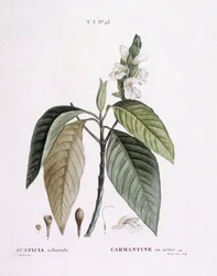 Malabar-Nuss (Justicia adhatoda), botanische Tafel von Pierre Joseph Redouté