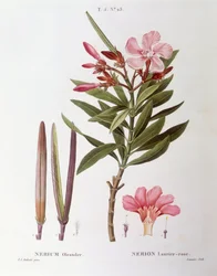 Oleander (Nerium oleander), botanische Tafel von Pierre Joseph Redouté