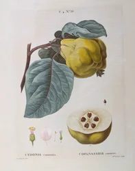Quitte (Cydonia communis), botanische Tafel von Pierre Joseph Redouté