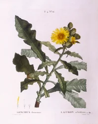 Gänsedisteln (Sonchus fruticosus), botanische Tafel von Pierre Joseph Redouté