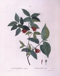 Gewürzstrauch (Calycanthus nanus), botanische Tafel von Pierre Joseph Redouté