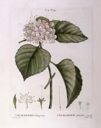 Volkameria fragrans, botanische Tafel von Pierre Joseph Redouté