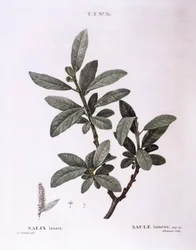 Weide (Salix lanata), botanische Tafel von Pierre Joseph Redouté