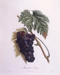 Muskatrebe (Vitis vinifera), botanische Tafel von Pierre Antoine Poiteau