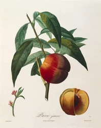 Gelber Pfirsich von Antoine Poiteau