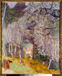 Haus in den Oliven